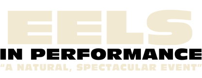 EELS IN PERFORMANCE : A NATURAL, SPECTACULAR EVENT